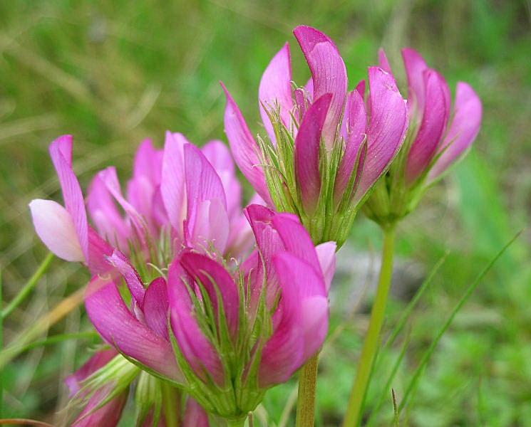 Trifolium alpinum / Trifoglio alpino